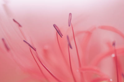 Close up of pink flower