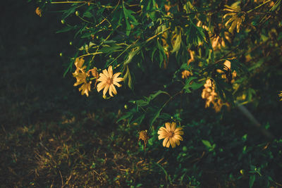High angle view of flowering plants on field