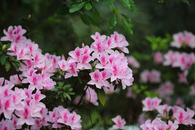 Close-up of pink flowering plants