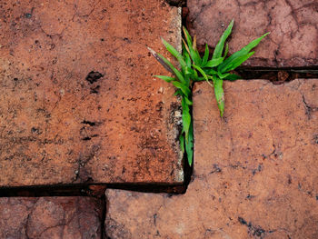 Close-up of fresh green plant against wall