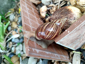 Close-up of snail on wood