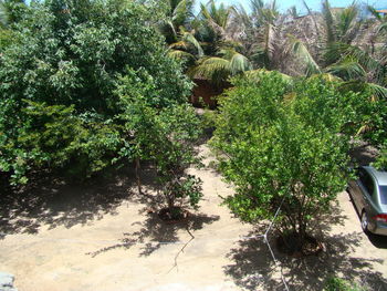 Plants growing on tree