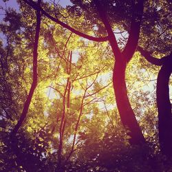 Low angle view of trees