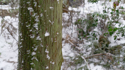 Snow covered land and trees