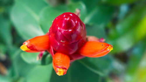Close-up of red flower