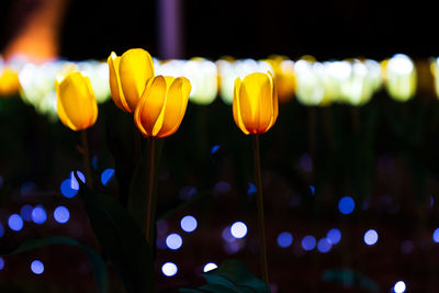 Close-up of yellow flowering plants at night