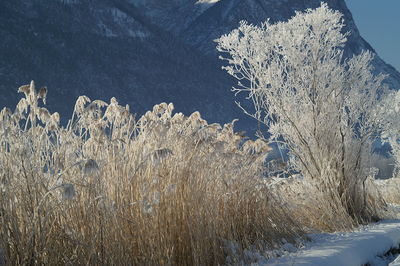 Close-up of snow covered plants on landscape
