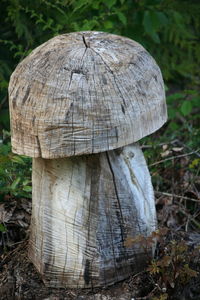 Close-up of mushroom