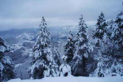 Snow covered land and trees against sky