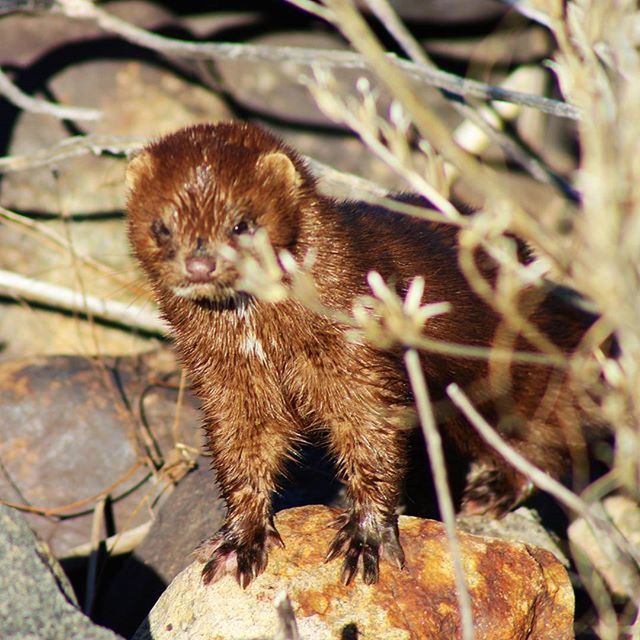 AmericanMink