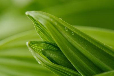 Close-up of fresh green leaf