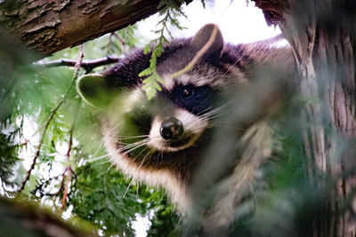 Close-up portrait of cat on tree