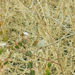 Close-up of grass