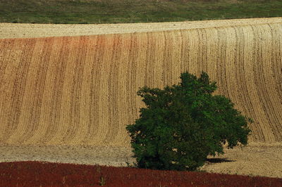 High angle view of trees growing in field