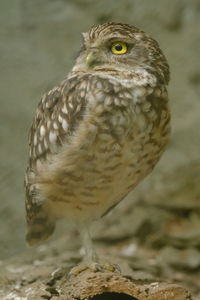 Close-up of owl perching on land