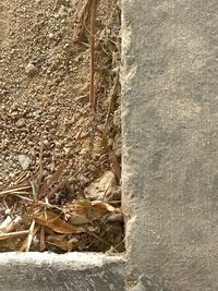 Close-up of wall