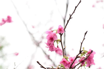 Low angle view of cherry blossoms in spring