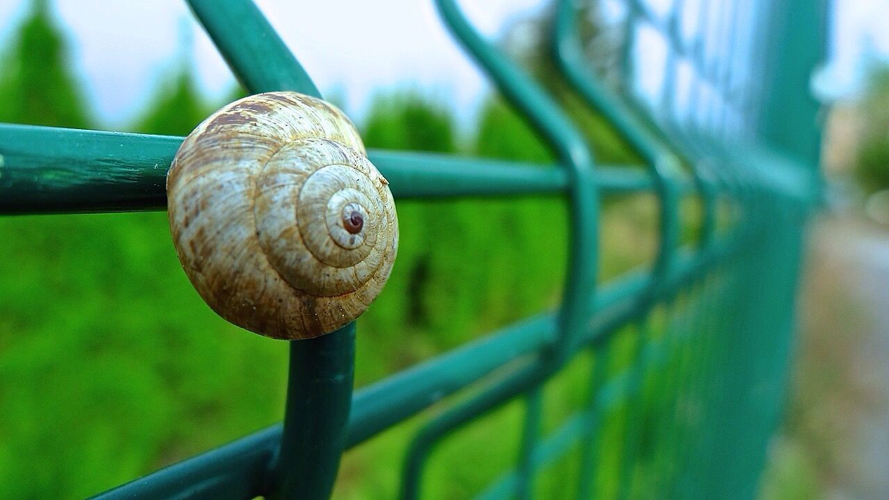 close-up, focus on foreground, one animal, animal themes, metal, railing, wildlife, metallic, fence, animals in the wild, day, selective focus, green color, no people, outdoors, side view, animal head, spiral, part of, sunlight