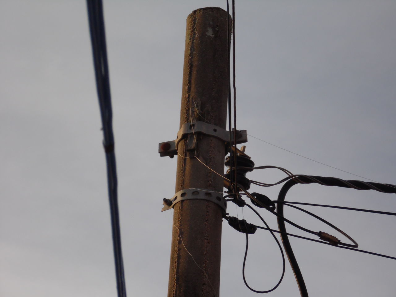 low angle view, animal themes, metal, pole, one animal, cable, electricity, power line, animals in the wild, sky, wildlife, perching, connection, power supply, outdoors, day, technology, no people, clear sky, close-up