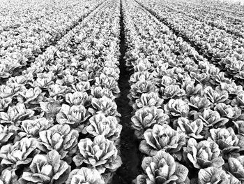 High angle view of white flowering plants on field