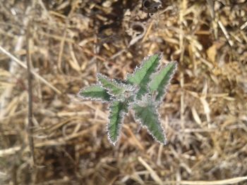 High angle view of plant on snow field