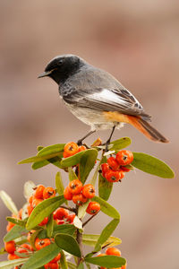 Close-up of bird perching on a flower