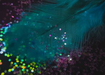 High angle view of pink flowering plants in water