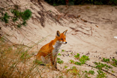 High angle view of fox on land