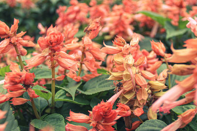 Close-up of red flowering plants