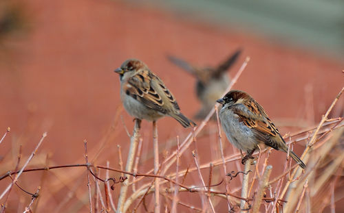 Close-up of bird perching on branch