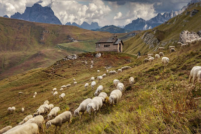 Sheep on mountain