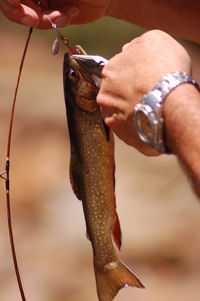 Close-up of hand holding fish