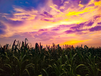 Crops growing on field against sky during sunset