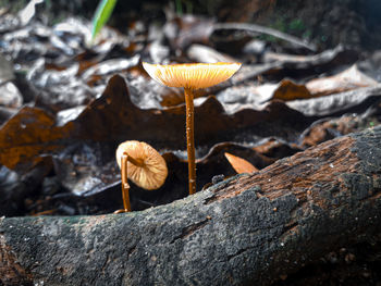 Close-up of mushroom growing on land