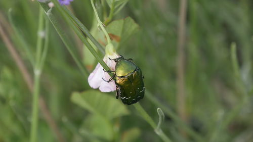 Close-up of butterfly pollinating flower