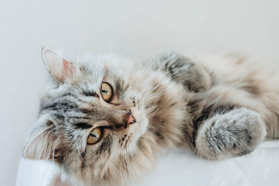 Close-up of cat resting