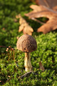 Close-up of mushroom growing on field