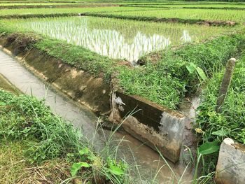 Scenic view of agricultural field