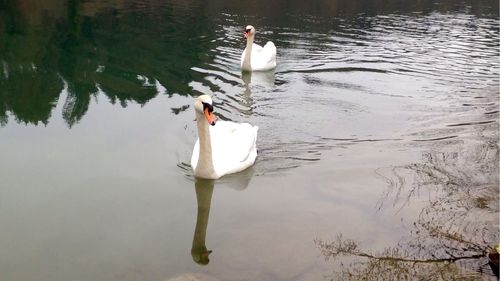 Birds floating on water