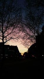 Bare trees in park at night