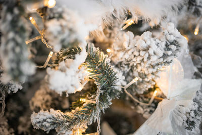 Close-up of frozen plant