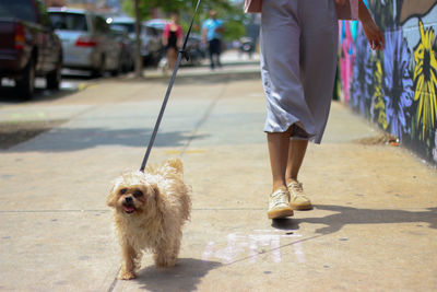 Person walking with dog