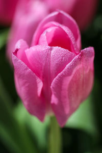 Close-up of pink rose flower