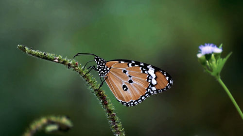 Close-up of butterfly on flower