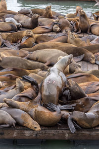 High angle view of sea resting