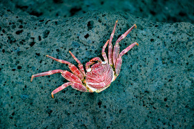 Close-up of crab on beach