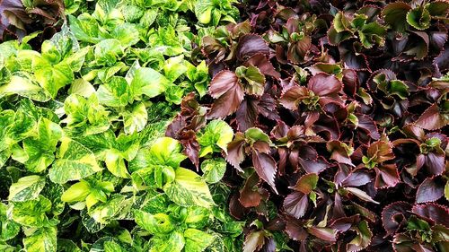 Full frame shot of plants