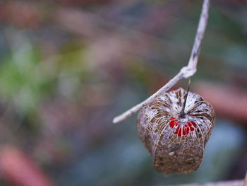 Close-up of wilted flower against blurred background