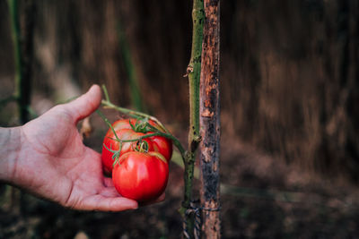 Close-up of hand holding berries