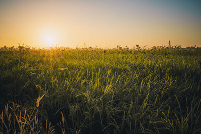 Crops growing on field against sky during sunset